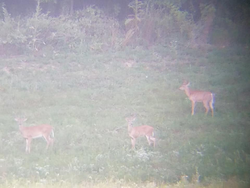 Virginia’s elk hunting at its finest!